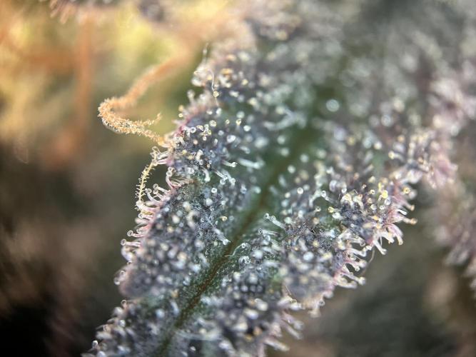 Monster Cropping 1.0. Week 15