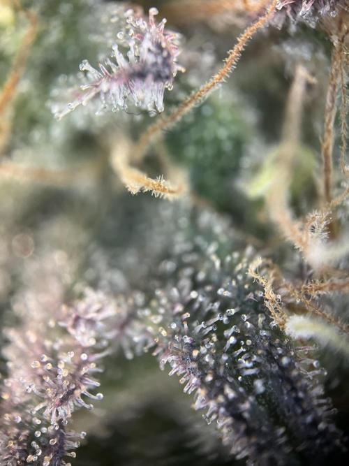 Monster Cropping 1.0. Week 15