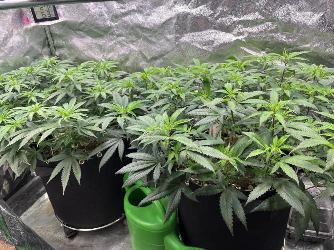 Monster Cropping 1.0. Week 6