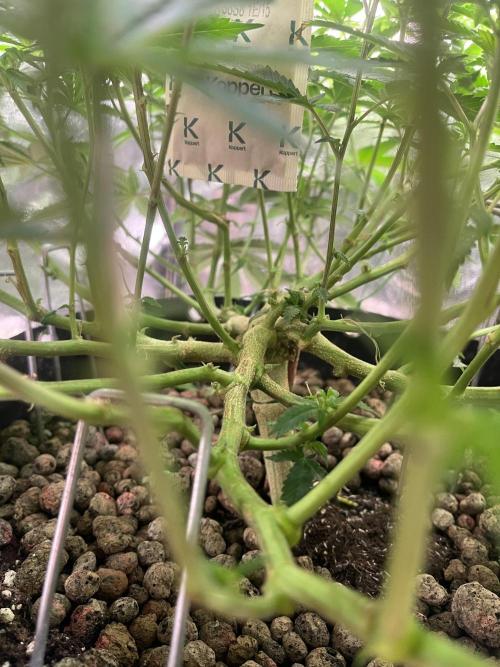 Monster Cropping 1.0. Week 6