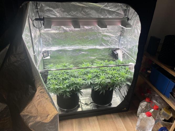 Monster Cropping 1.0. Week 6