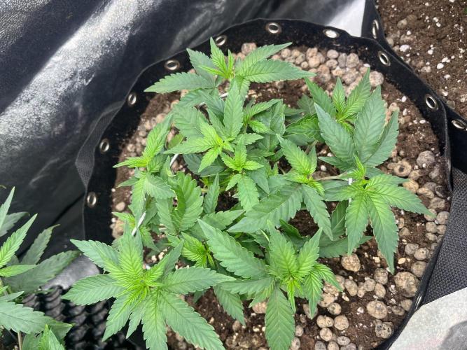 Monster Cropping 1.0. Week 3