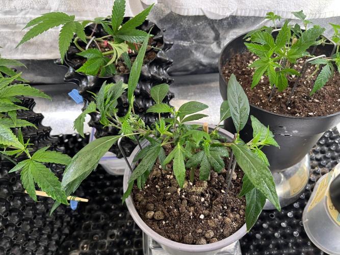 Monster Cropping 1.0. Week 3