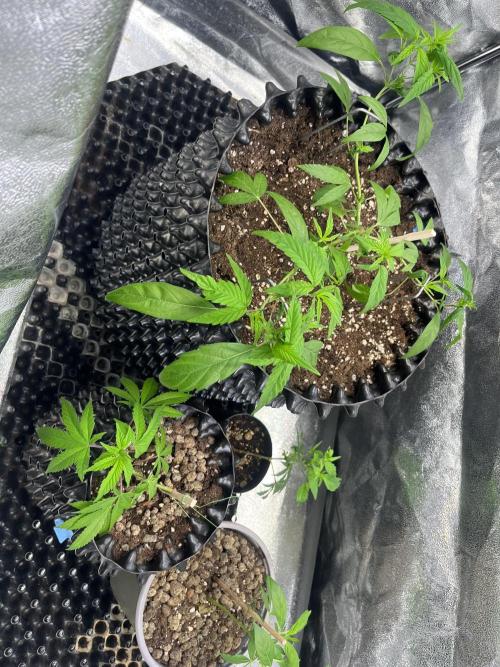 Monster Cropping 1.0. Week 3