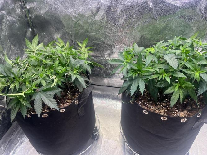 Monster Cropping 1.0. Week 5