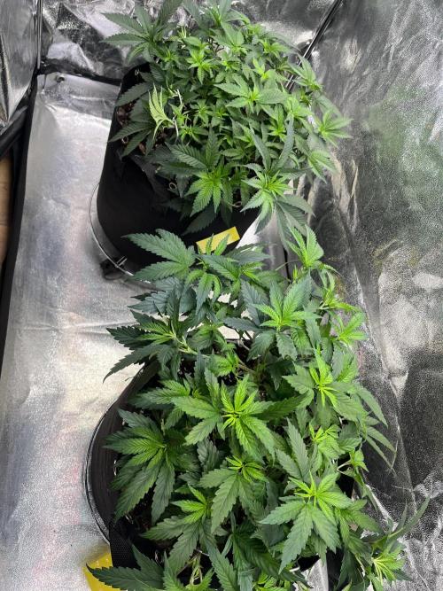 Monster Cropping 1.0. Week 5