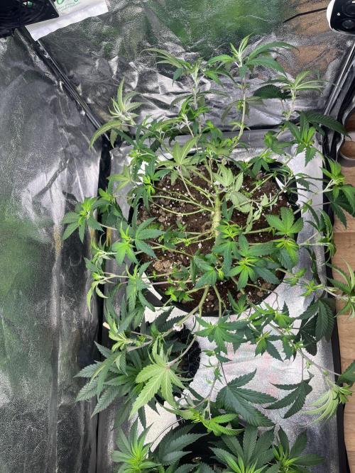 Monster Cropping 1.0. Week 5