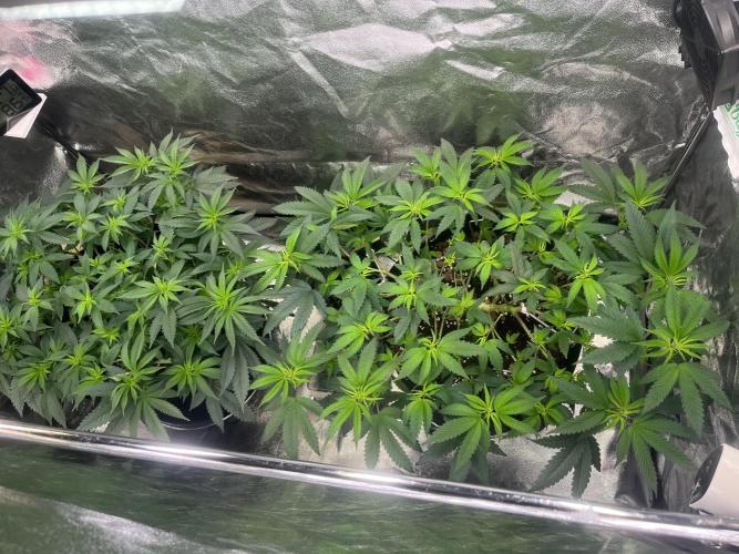 Monster Cropping 1.0. Week 5