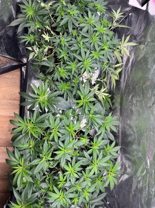 Monster Cropping 1.0. Week 5