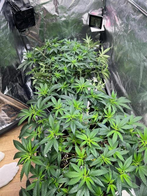 Monster Cropping 1.0. Week 5