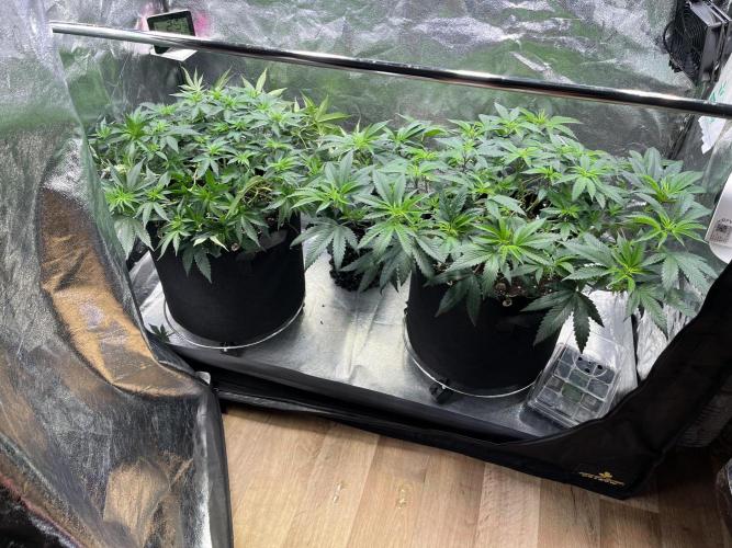 Monster Cropping 1.0. Week 5