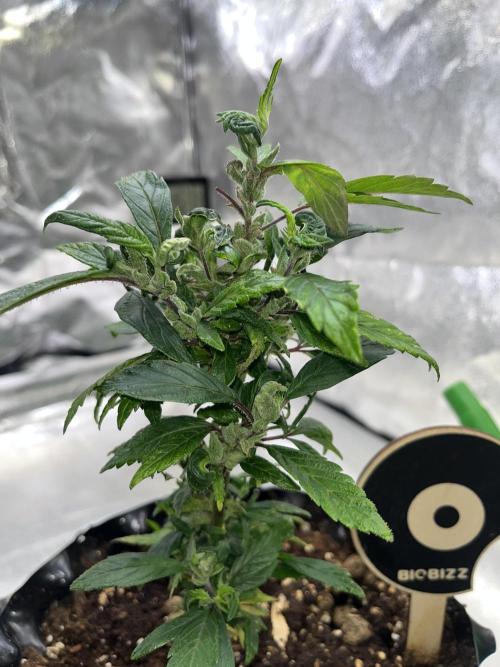 Monstercropping 1.1. Week 2