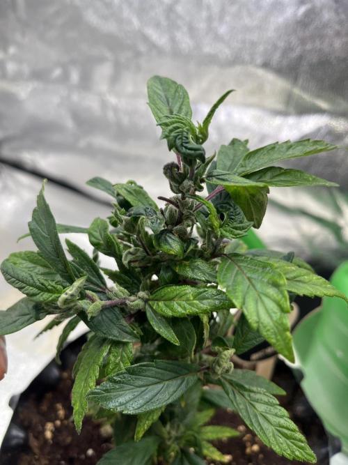 Monstercropping 1.1. Week 2