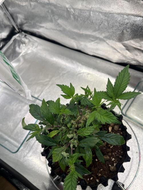 Monstercropping 1.1. Week 3