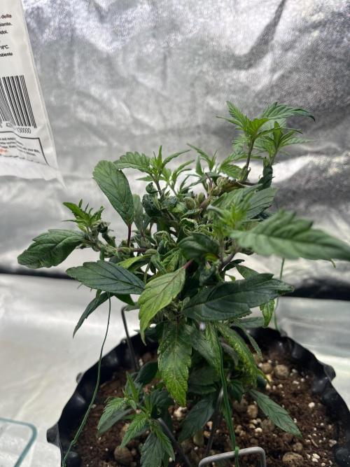 Monstercropping 1.1. Week 3