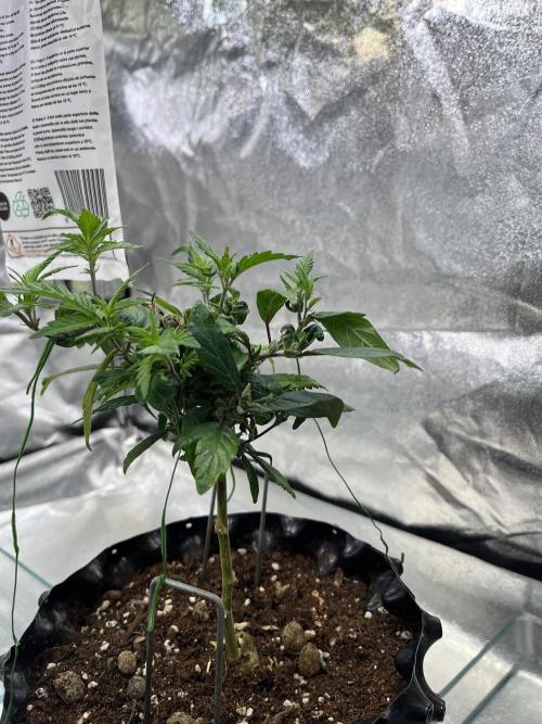 Monstercropping 1.1. Week 3