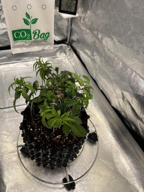 Monstercropping 1.1. Week 3