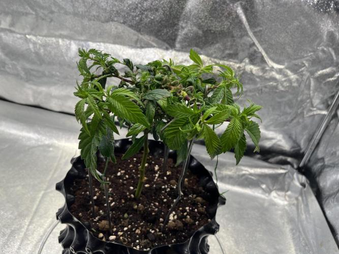 Monstercropping 1.1. Week 3