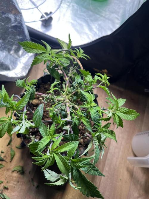 Monstercropping 1.1. Week 3 - i removed most of the remaining flower sites from the center