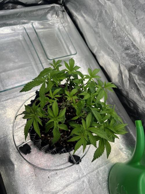 Monstercropping 1.1. Week 3