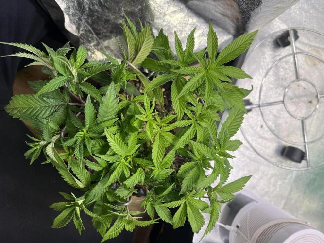 Monstercropping 1.1. Week 4