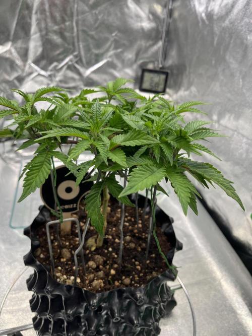 Monstercropping 1.1. Week 4