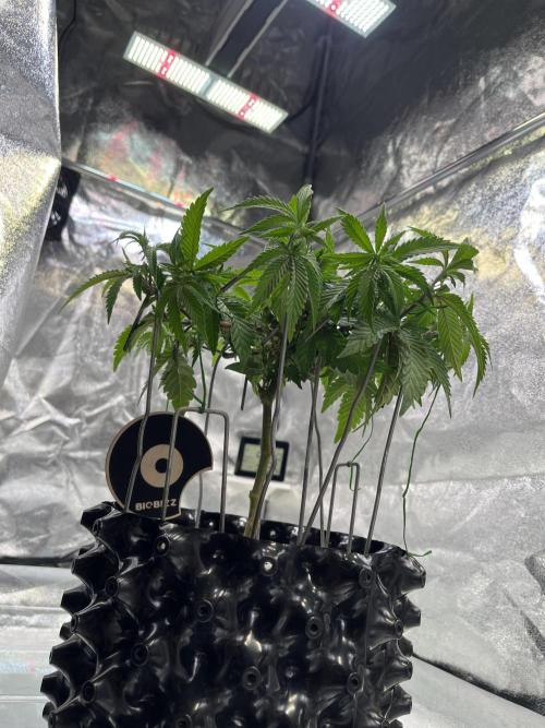 Monstercropping 1.1. Week 4