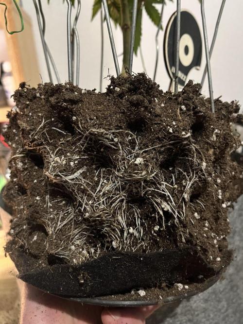 Monstercropping 1.1. Week 5