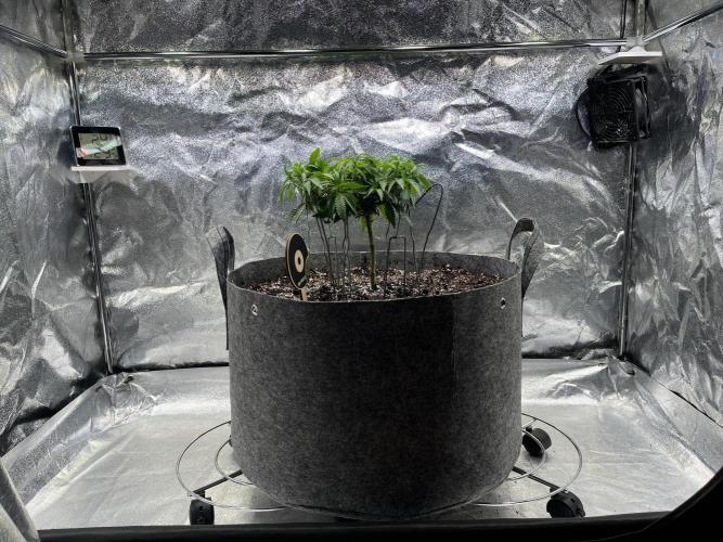 Monstercropping 1.1. Week 5