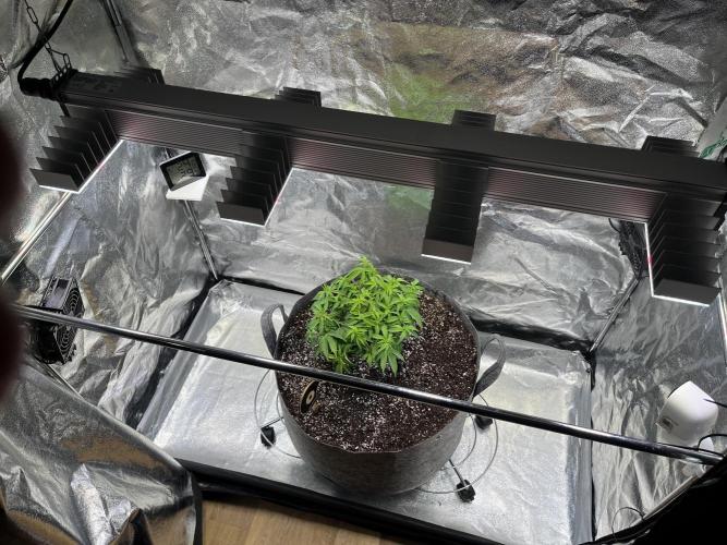 Monstercropping 1.1. Week 5