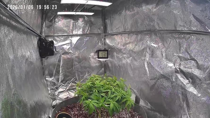 Monstercropping 1.1
