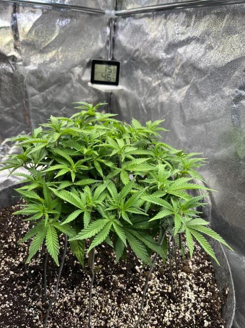 Monstercropping 1.1. Week 5