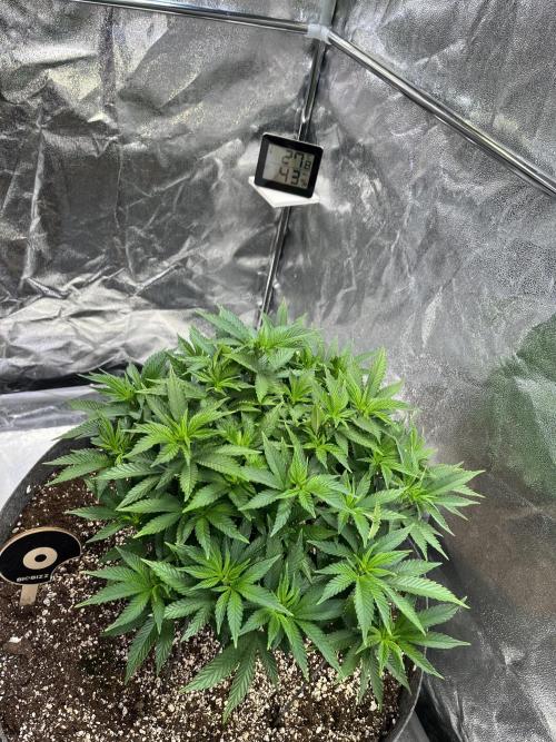 Monstercropping 1.1. Week 6