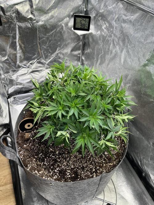 Monstercropping 1.1. Week 6