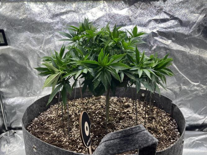 Monstercropping 1.1. Week 6