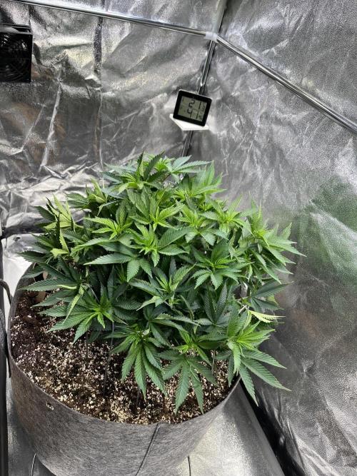 Monstercropping 1.1. Week 6