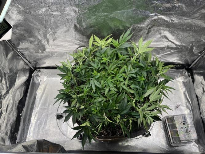 Monstercropping 1.1. Week 6