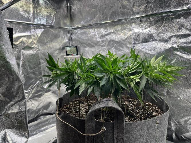 Monstercropping 1.1. Week 6 - mission breite 