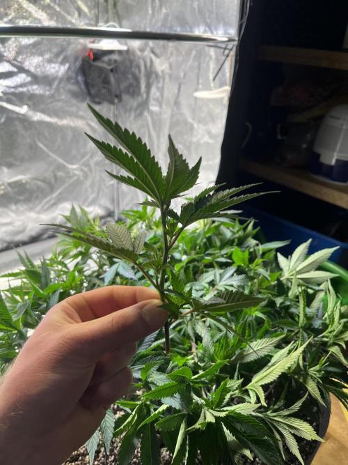 Monstercropping 1.1. Week 6 - apikale dominanz durchbrochen, indem alles auf gleiche Höhe gebracht wurde