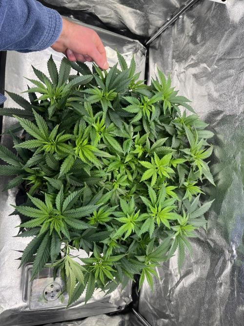 Monstercropping 1.1. Week 6