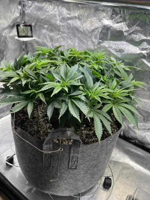 Monstercropping 1.1. Week 6