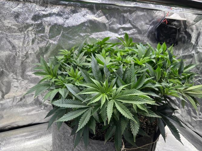 Monstercropping 1.1. Week 7