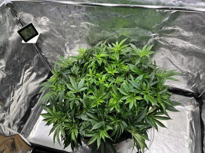 Monstercropping 1.1. Week 7