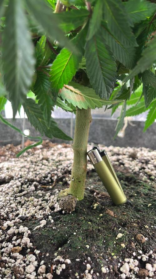 Monstercropping 1.1. Week 7