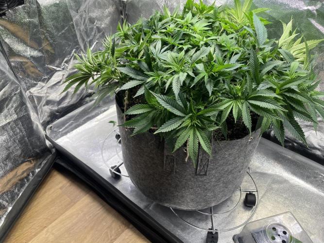 Monstercropping 1.1. Week 7