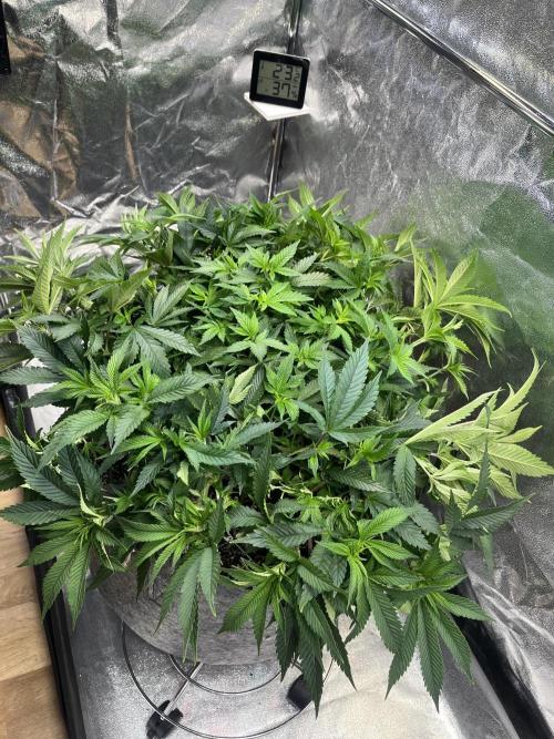 Monstercropping 1.1. Week 7