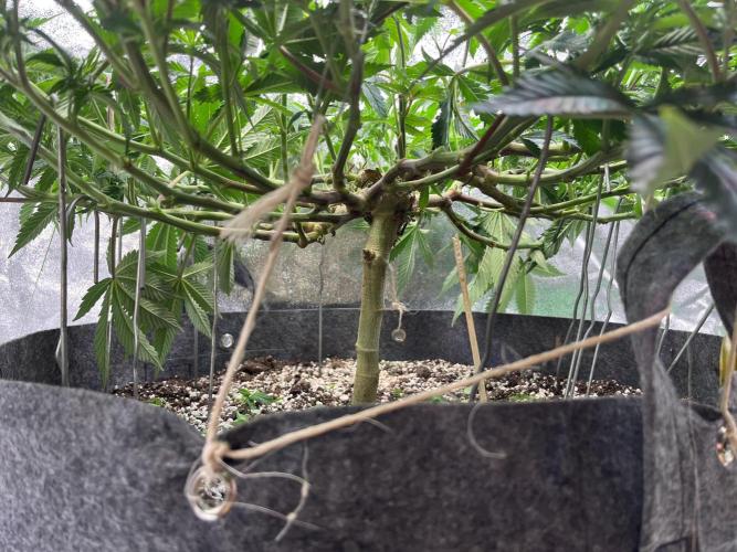 Monstercropping 1.1. Week 7