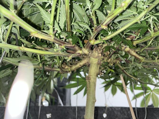 Monstercropping 1.1. Week 7