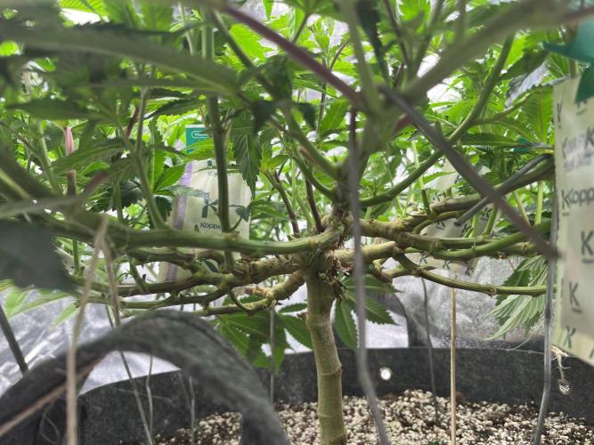 Monstercropping 1.1. Week 7