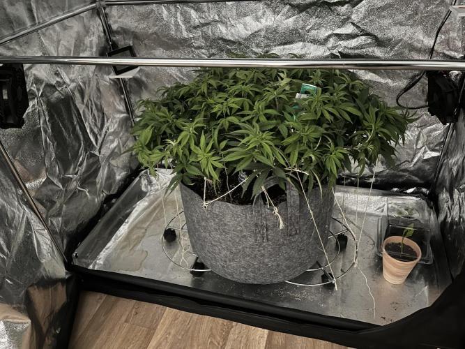 Monstercropping 1.1. Week 8